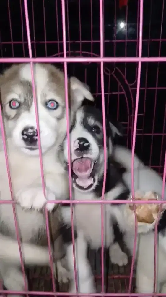 Anak anjing mix lucu