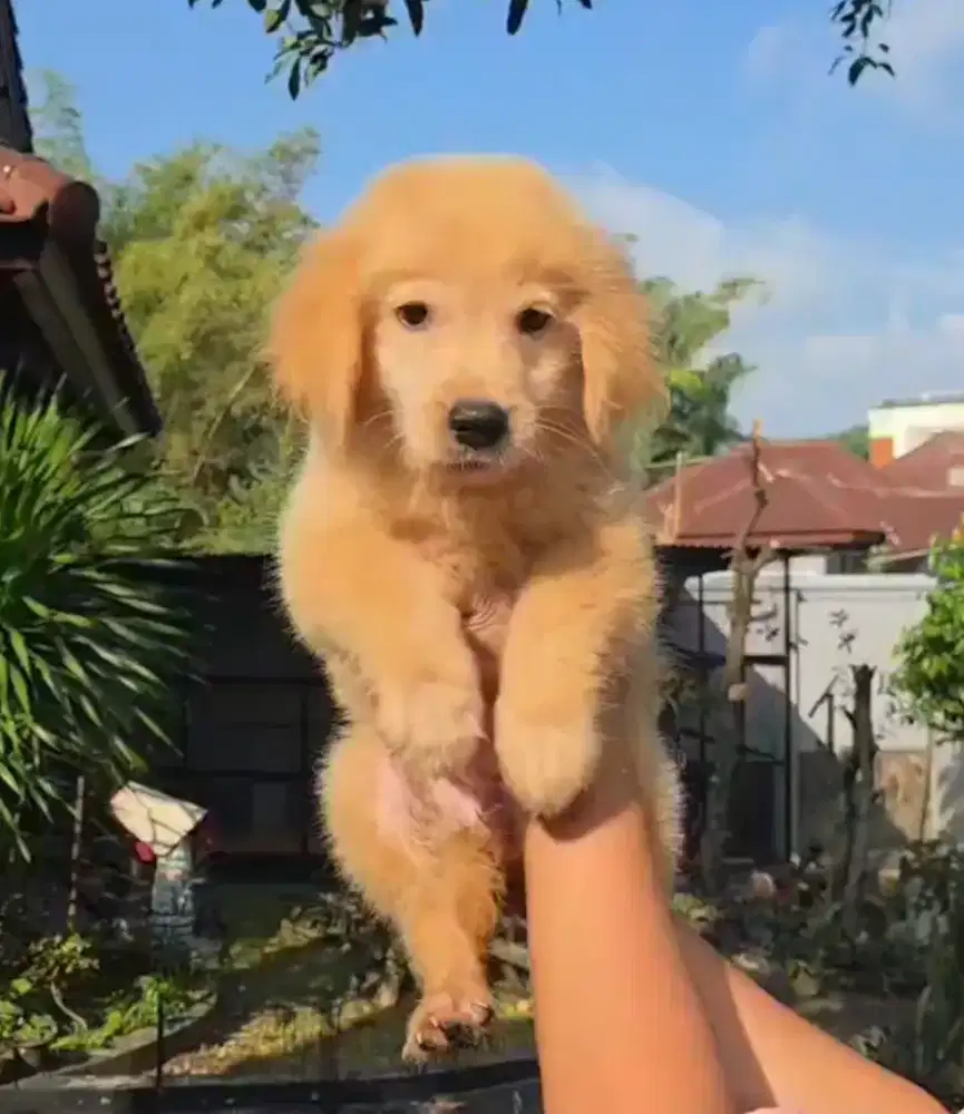 Anjing Golden Retriever