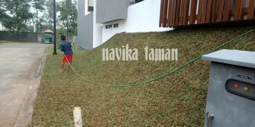 Rumput Gajah Mini Permeter, Pasang Rumput Gajah Mini, Jasa Taman