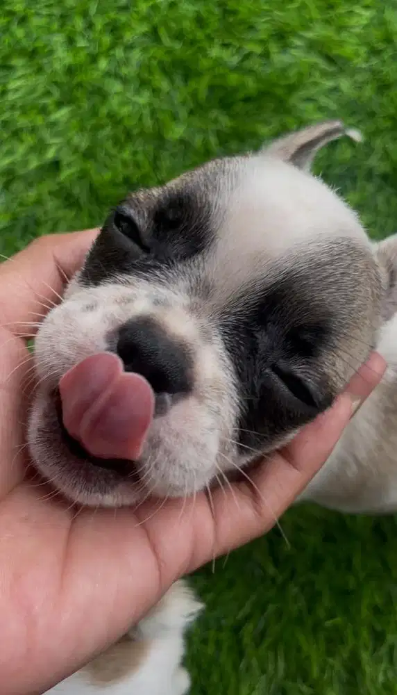 french bulldog betina