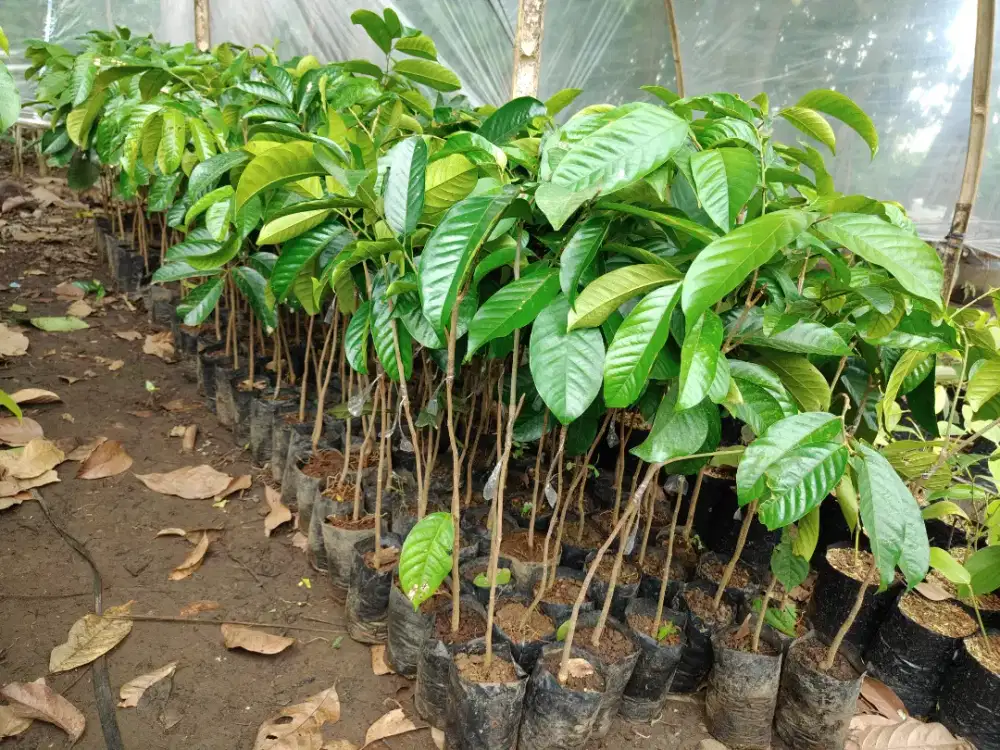 Bibit duku non biji atau dukong