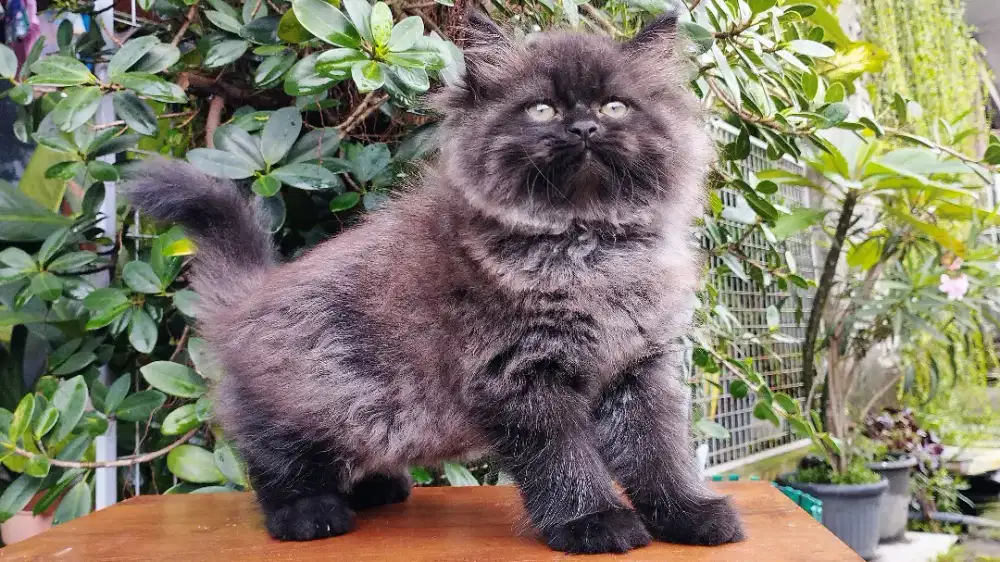 Kucing persia kitten