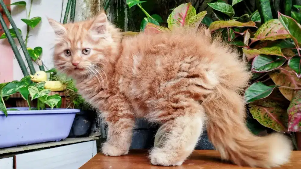 Kucing persia kitten