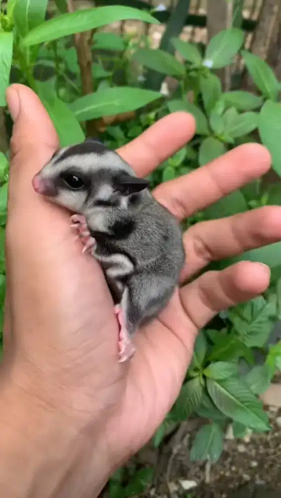 Sugar Glider Jantan