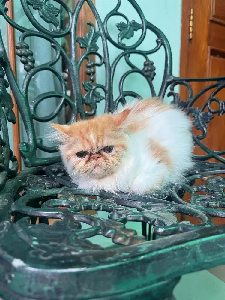 Kucing persia peaknose