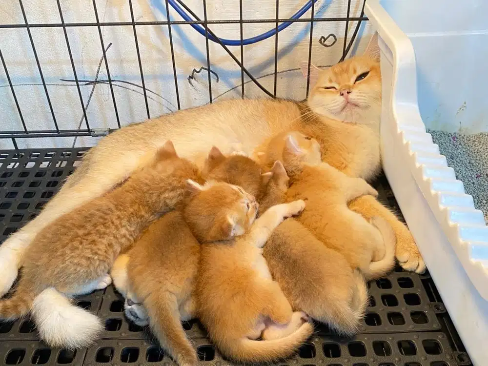 Kucing BSH pure Golden ny12