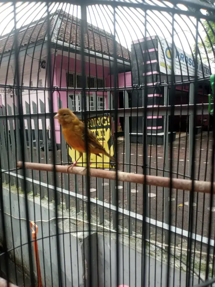 Burung kenari paud jantan