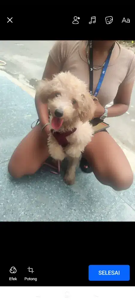 Poodle Jantan Apricot – 10 Bulan – Sehat & Aktif