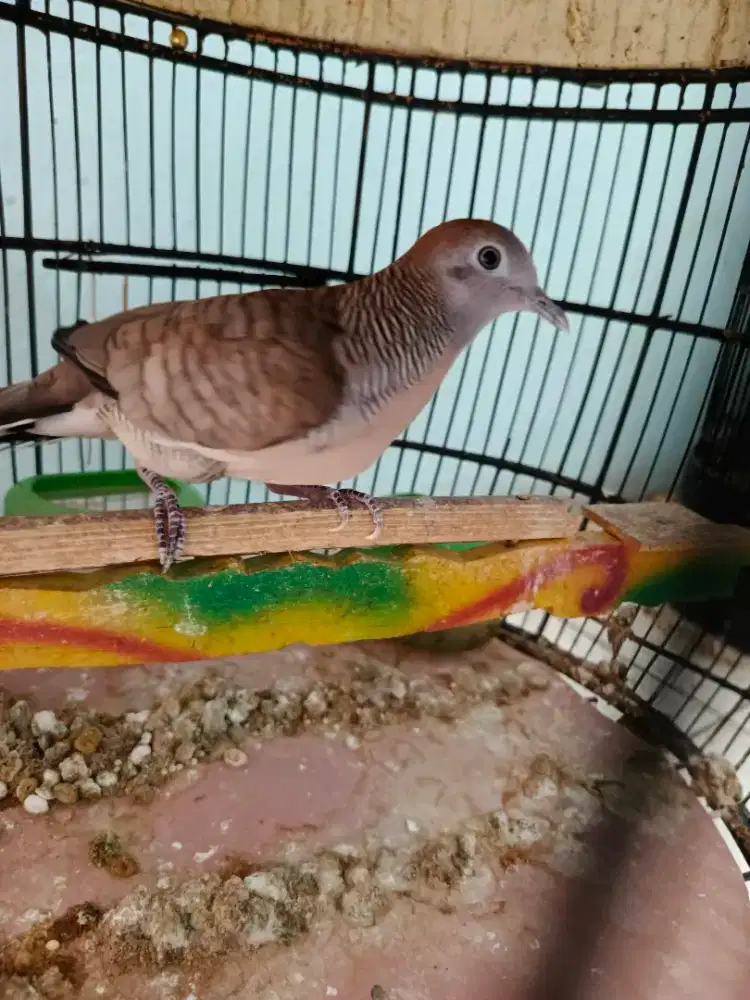 Perkutut lokal Jawa bunyi rawatan lama