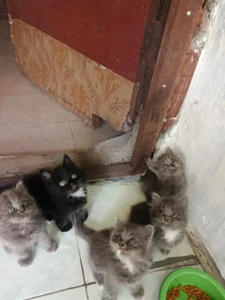 Persia jantan 4,betina 1,umur 2 bulan