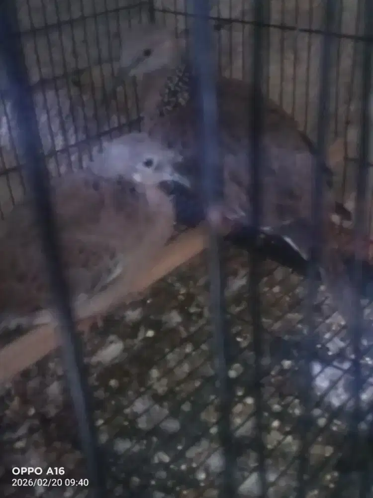 Tekukur umur 3/4 bulan trah dri 3x5