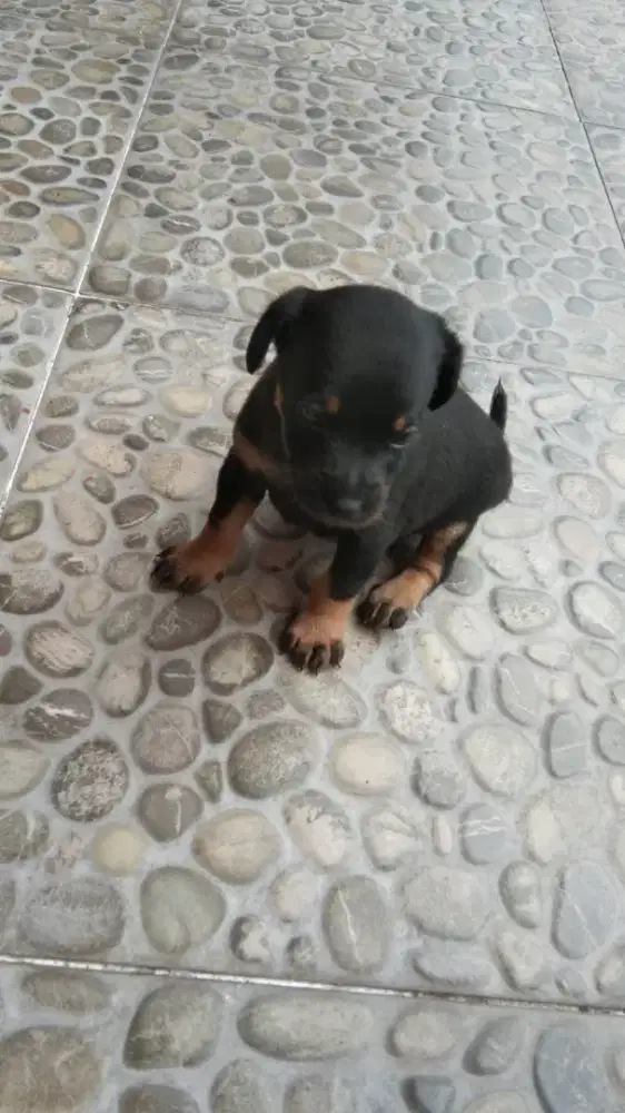 Anak anjing chihuahua