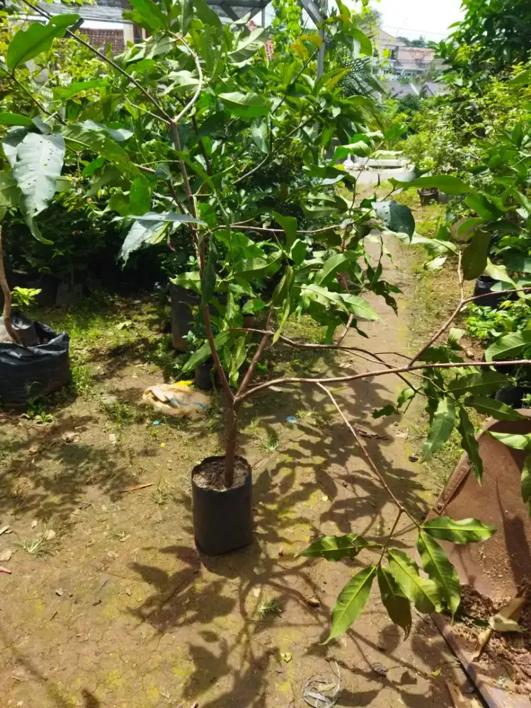 Jambu Air Merah Manis