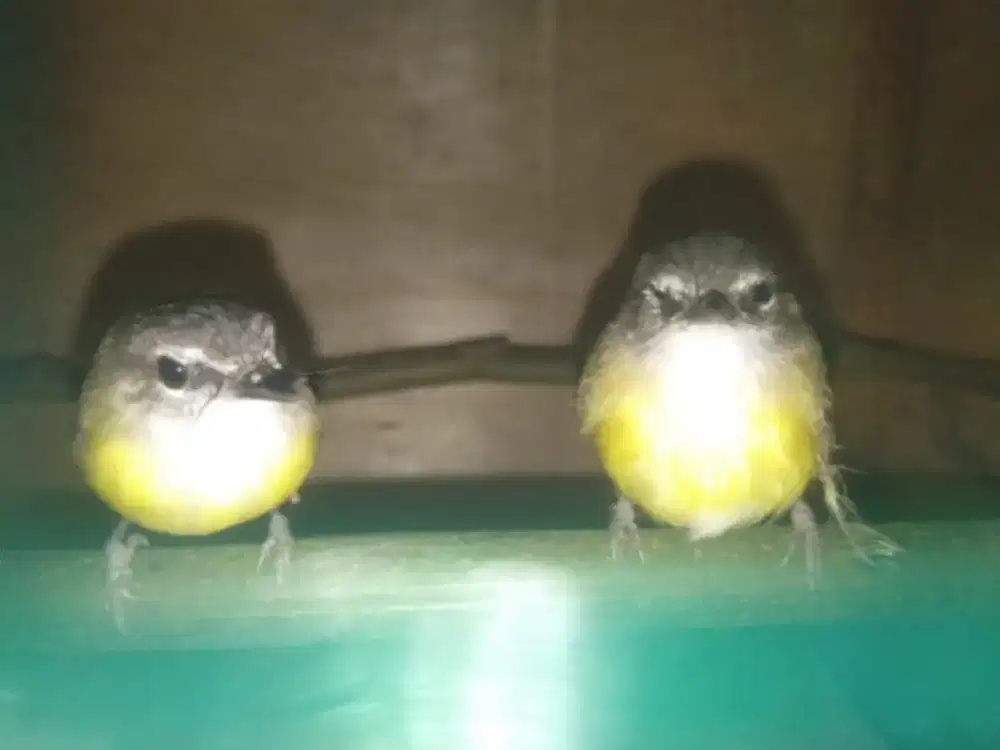 Serengseng awi bahan