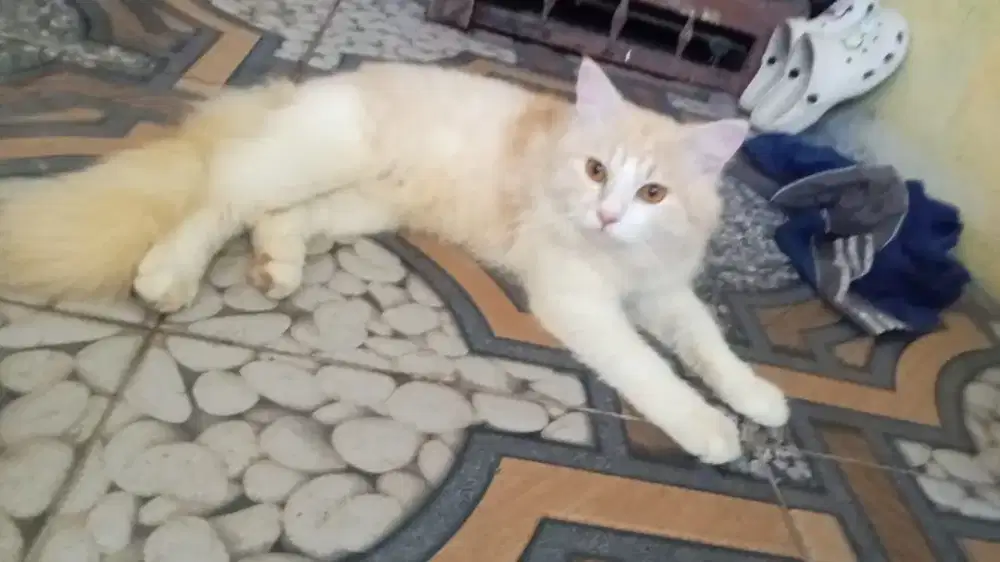 Kucing persia jantan