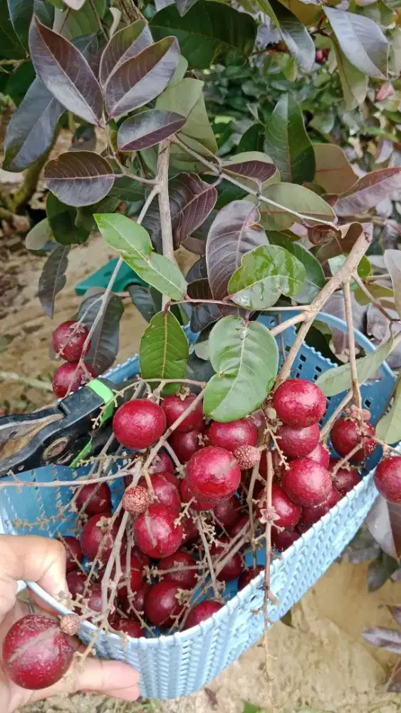KELENGKENG MERAH BRBUAH