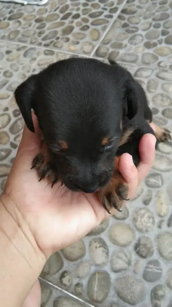 Jual anak gokgok usia 3 minggu