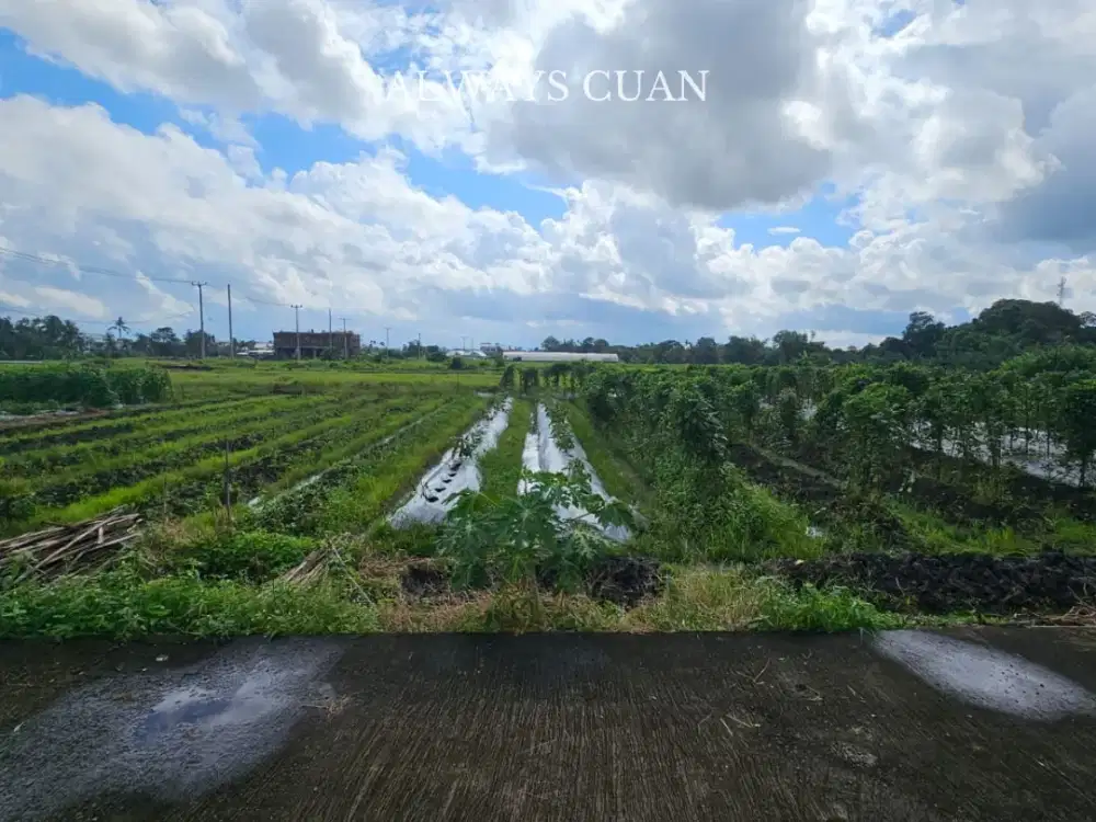 Sebidang Tanah Komersil Lokasi Dekat Pantai Kedungu