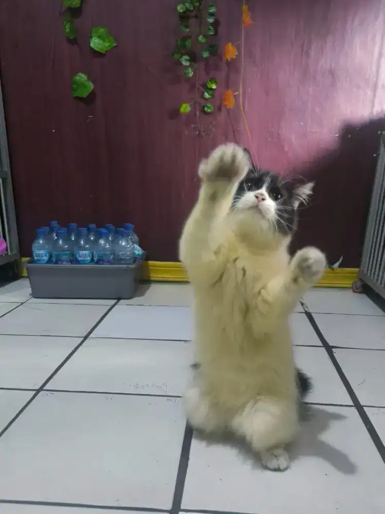 Kucing Persia betina