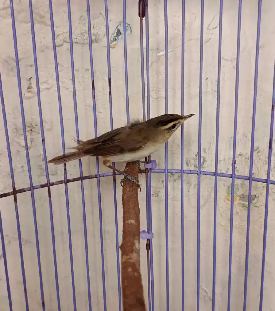 Burung Kerak basi alis hitam