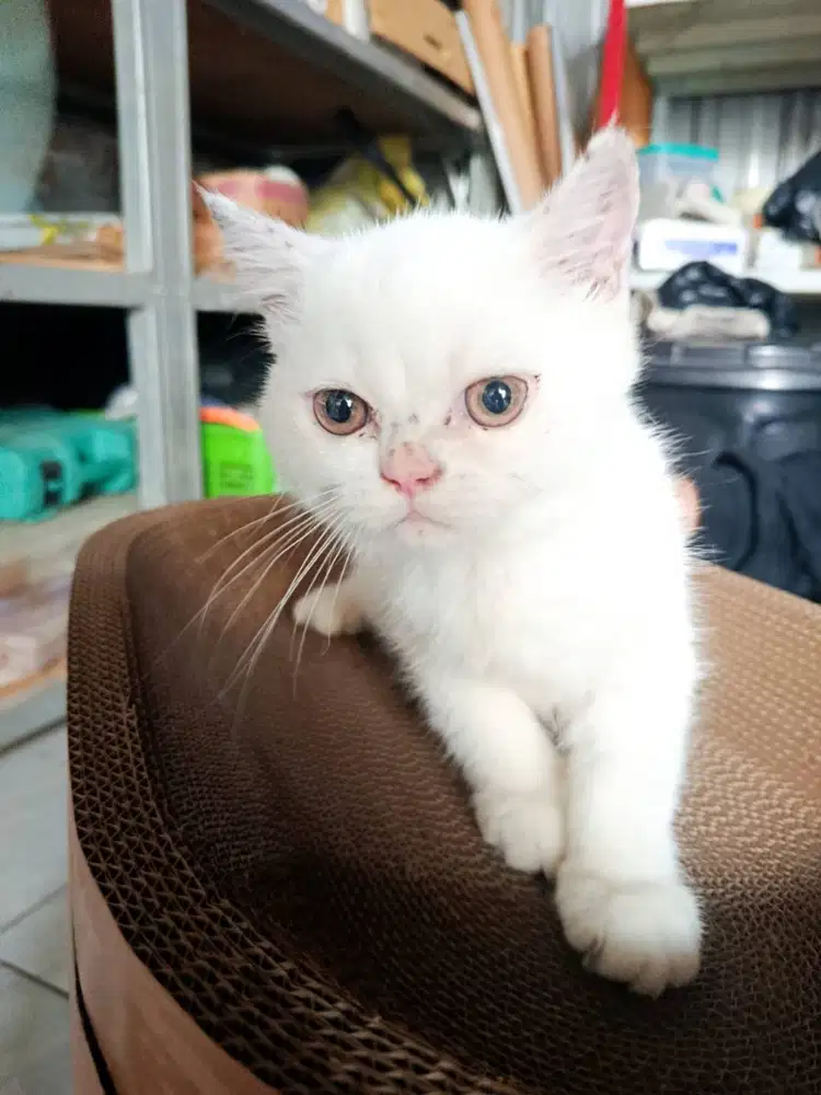 Kucing Peaknose Jantan & Betina umur dibawah 1tahun