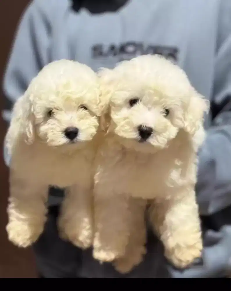 Bichon frise jantan 2 ekor