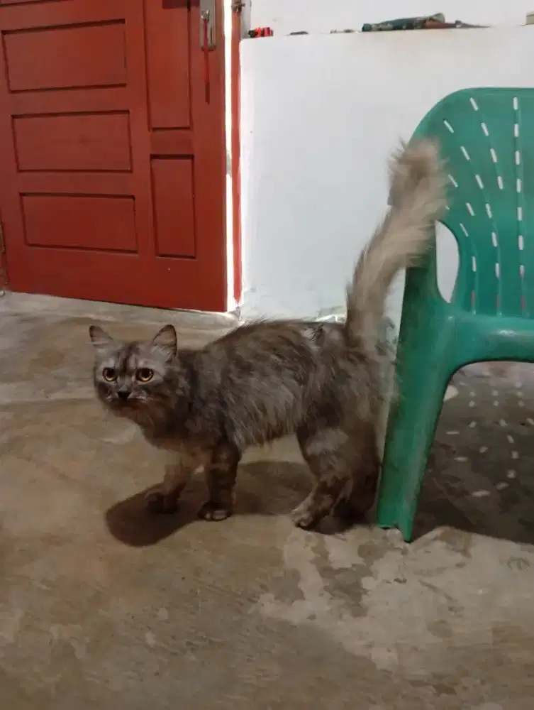 Persia longhair asli gak mix ya