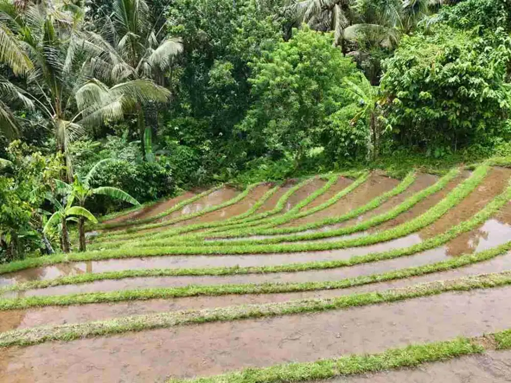 Tanah Sawah Produktif Letak Strategis Tabanan Bali