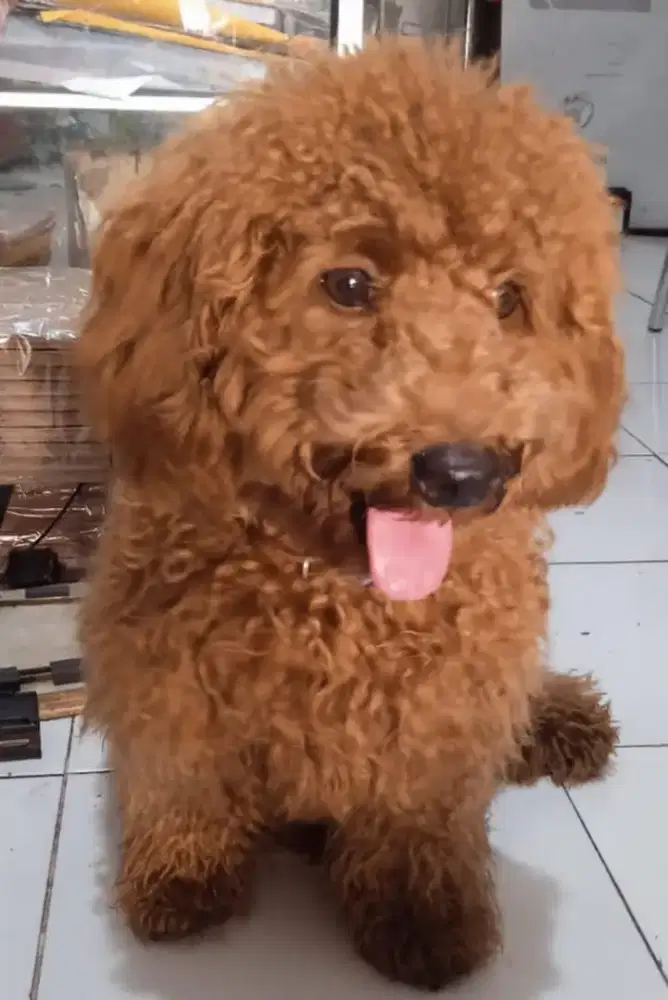 Anak Anjing Poodle