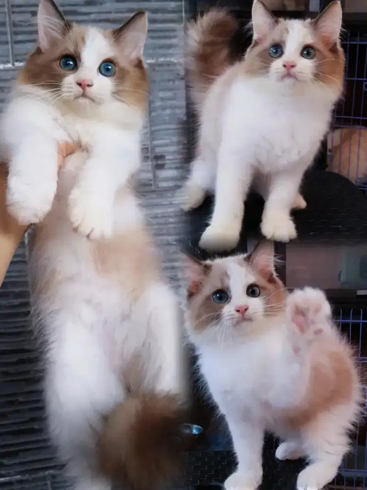 Kucing kitten ragdoll midoll bicolour betina