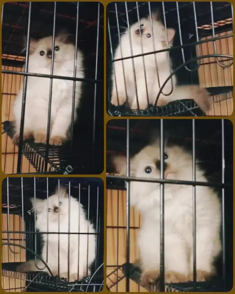 Kucing himalaya gemoy jantan ginuk ginuk 3bulanan