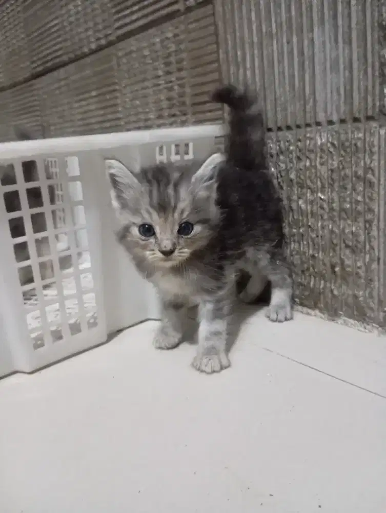 Kittenmainecoon mix jantan