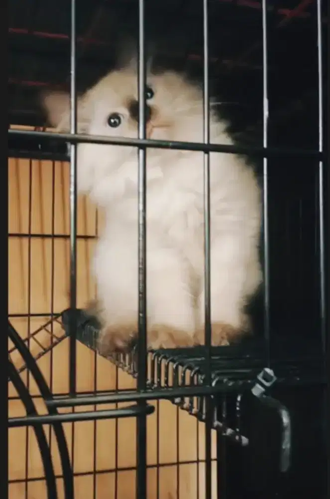 Kucing himalaya si boneka panda. Manis