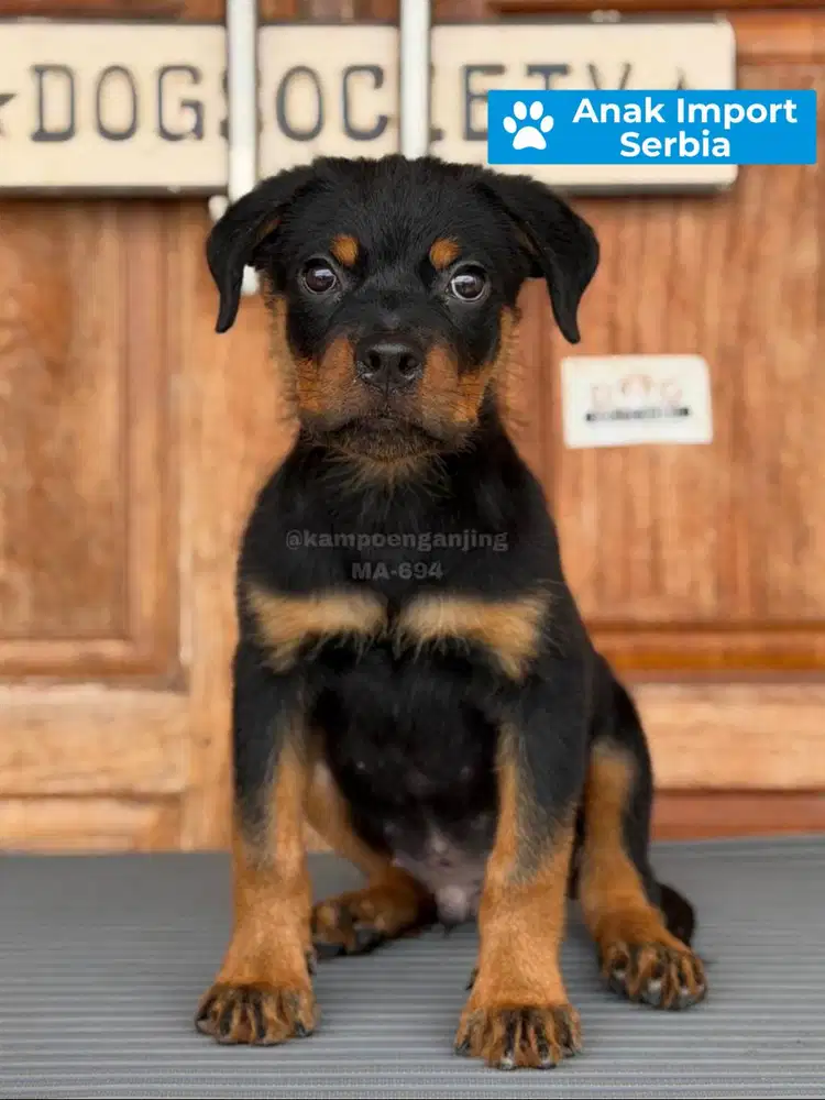 Rottweiler Gagah Postur Tegap Sehat