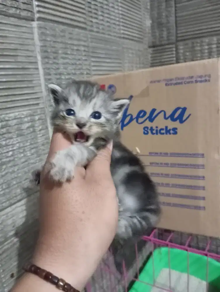 Anakan kucing mainecoon mix jantan