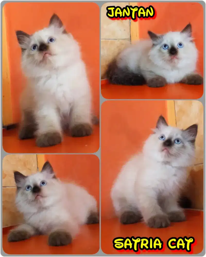 Kucing himalaya manis
