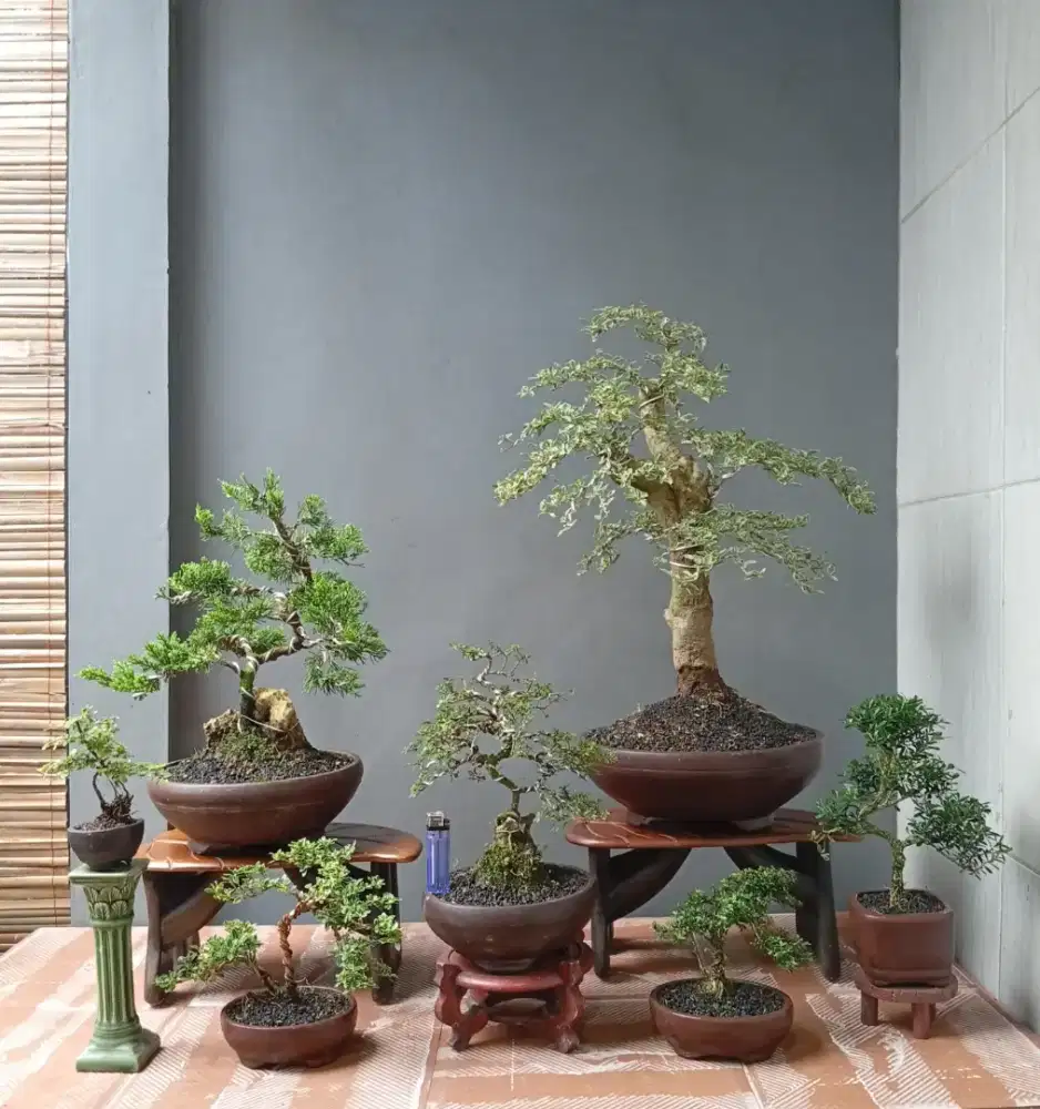 Mini bonsai murah antik ada 7 pohon