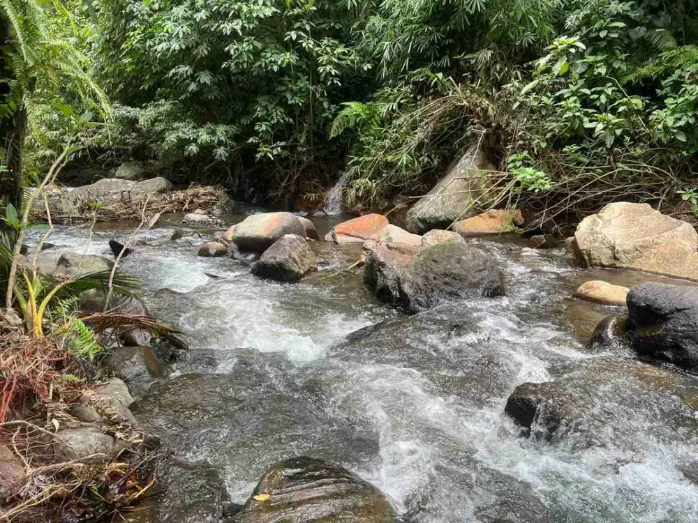 Dijual Tanah Los Sungai View Sawah Murah Tabanan Bali