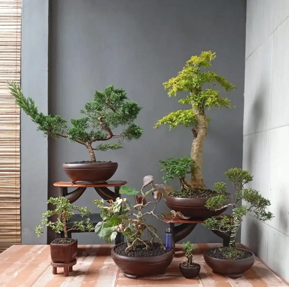 Bonsai hias mini murah ada 6 pot