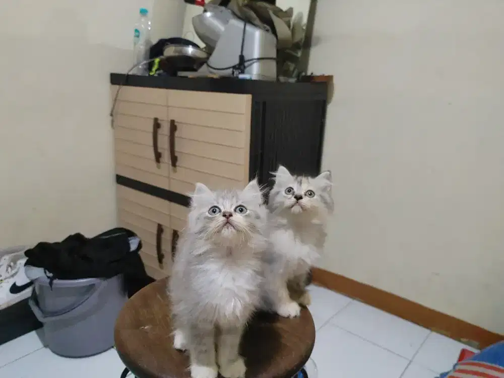 Kucing kitten persia 2 ekor / anggora / himalaya / peaknose / flatnose