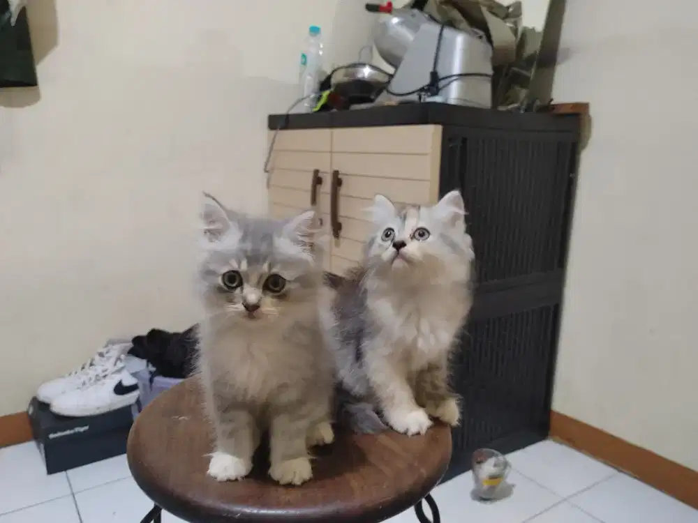 Kucing kitten persia silver 2 ekor / anggora / himalaya / peaknose