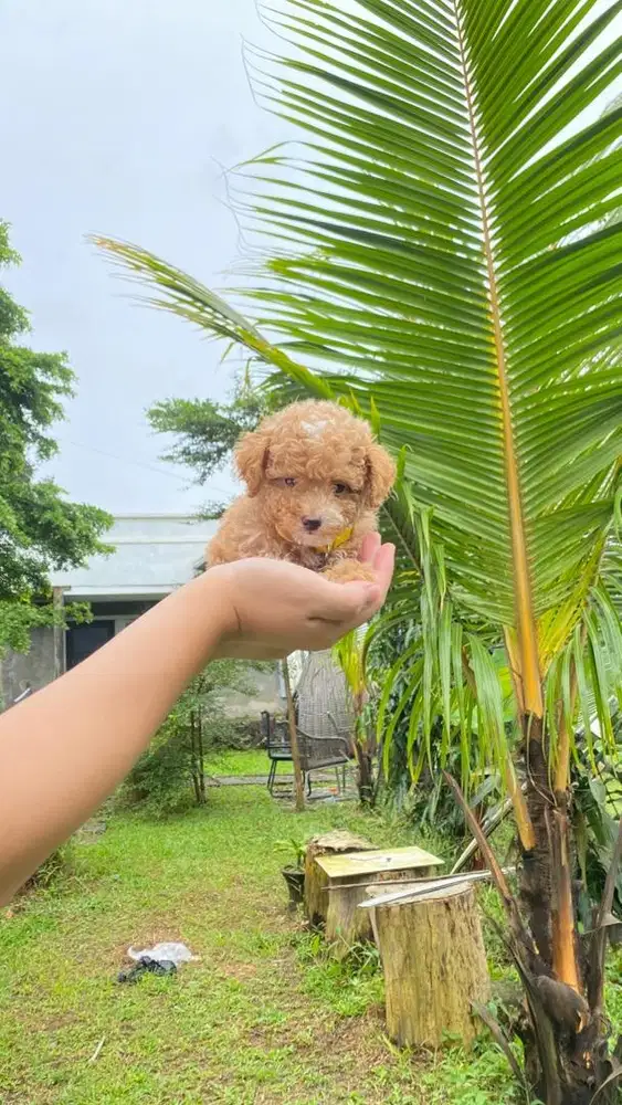 Toy poodle stb vaksin & kosongan