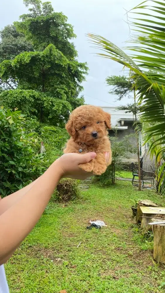 Toy poodle stb vaksin & kosongan