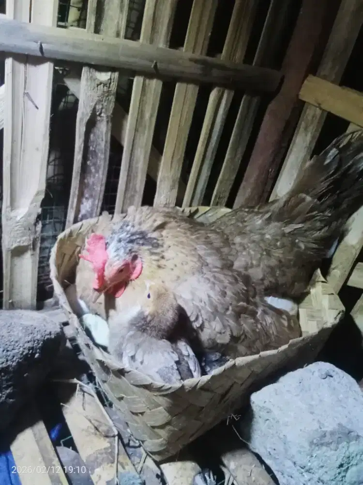 Deprok farm *percobaan*