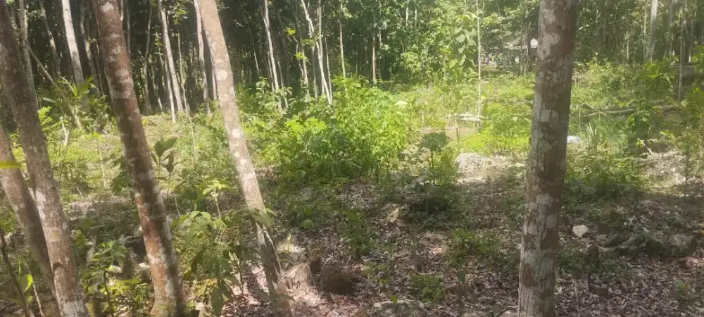 Tanah di Wonosari Gunung Kidul di Gari Hanya 5 km dari kota Wonosari