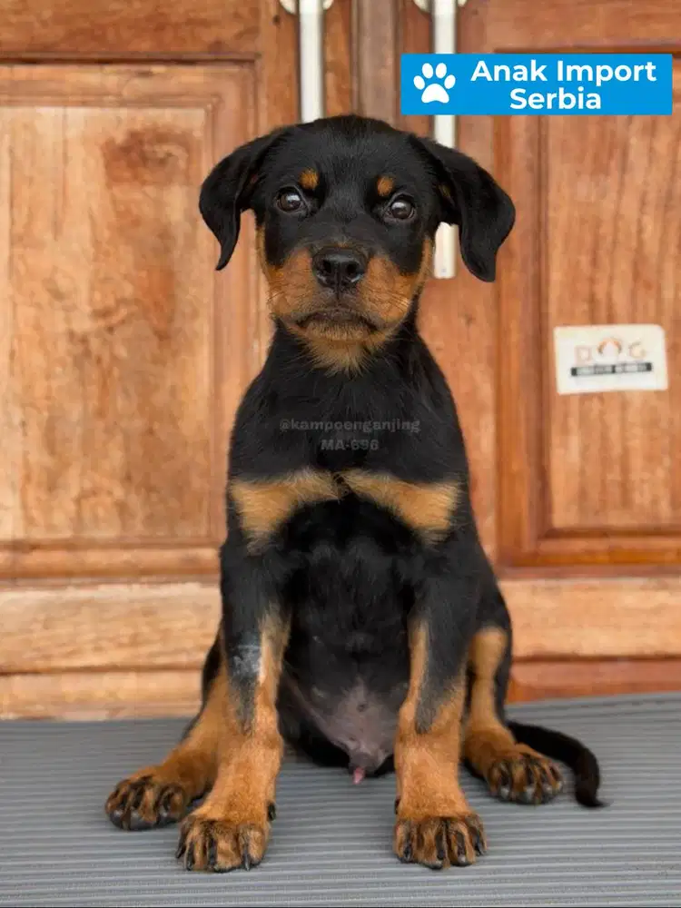 Rottweiler Calon Penjaga Andal