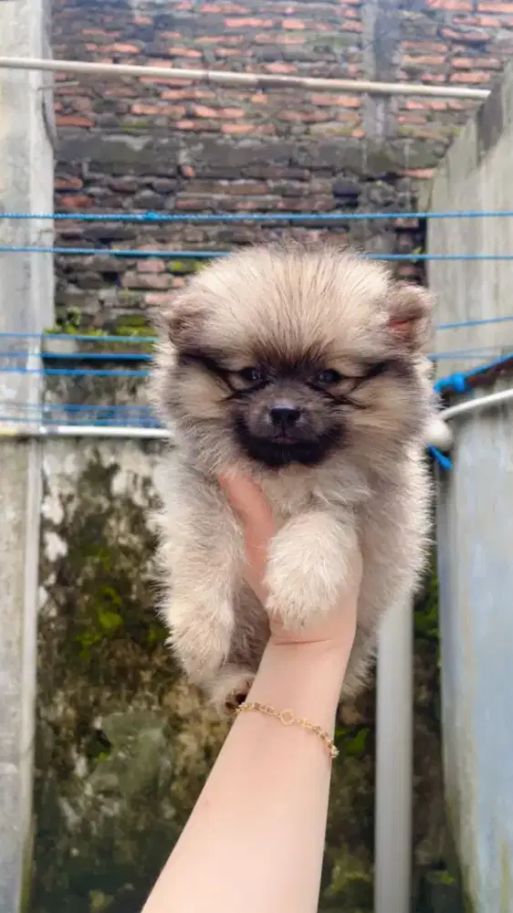 Minipom Jantan sable