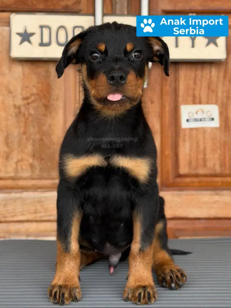 Rottweiler Siap Jadi Sahabat & Guard