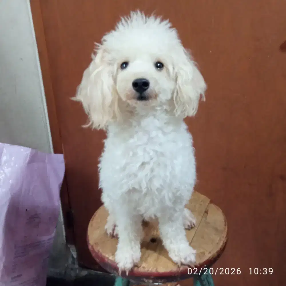 Open pacak pejantan toy poodle stambum