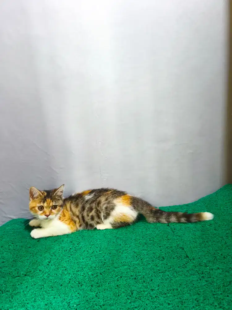 Munchkin Scottish Straight